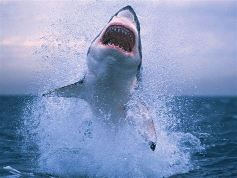 Affordable and search from millions of royalty free images, photos and vectors. Great White Shark Animal Wallpaper For Dekstop 3840x2400