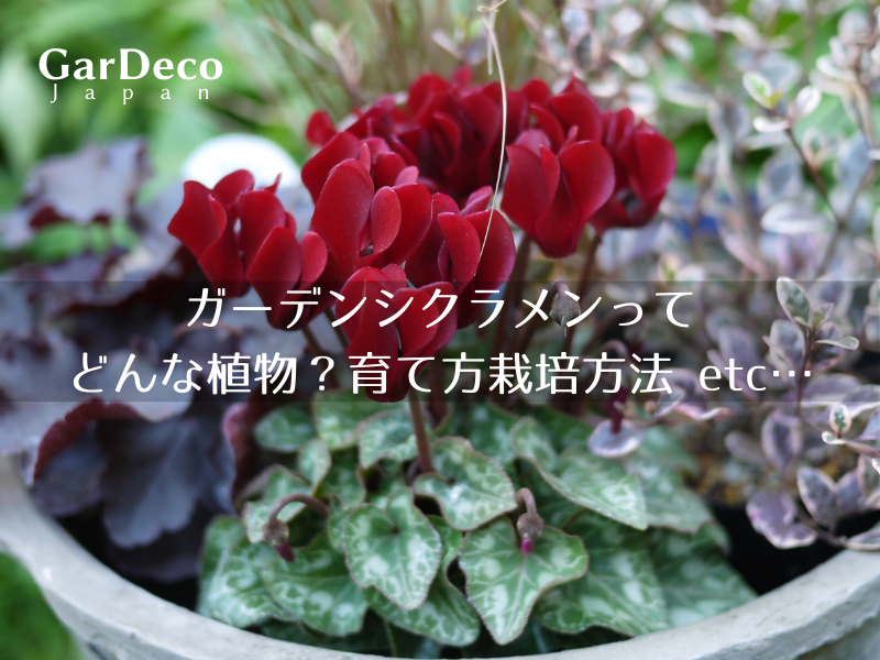 ガーデンシクラメンってどんな植物 育て方 栽培方法etc Gardeco Japan