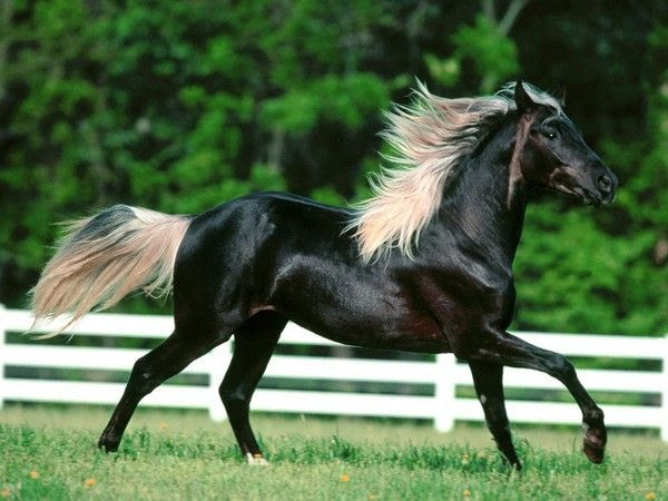 ANIMAUX:chevaux-HORSES