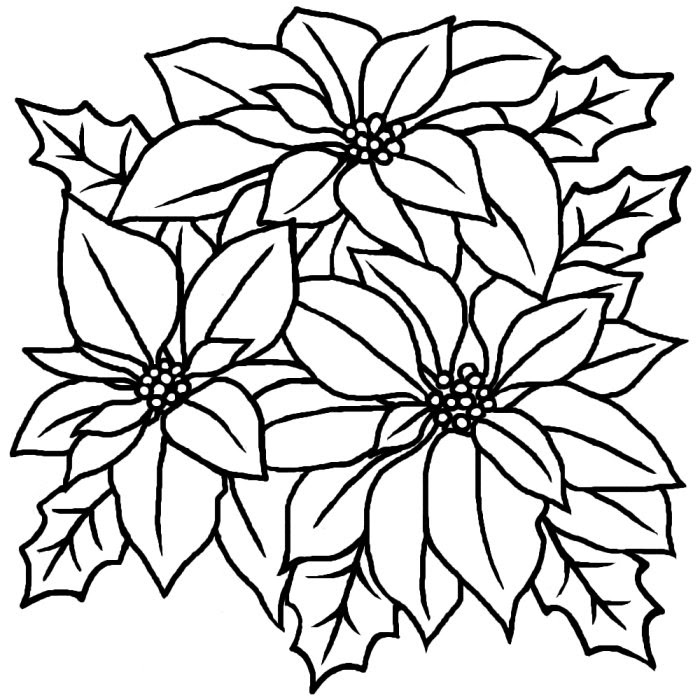 ポインセチア 白黒 冬の花 無料イラスト素材