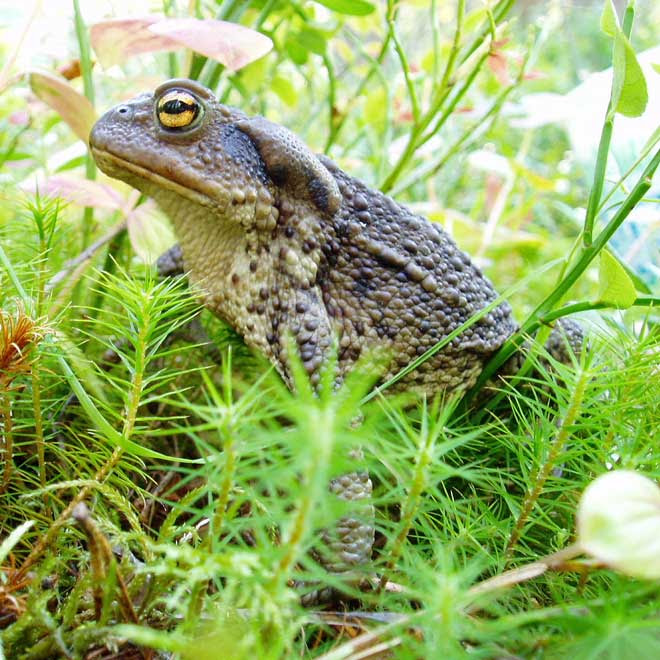 La Bave Du Crapaud Natteint Pas La Blanche Colombe - 