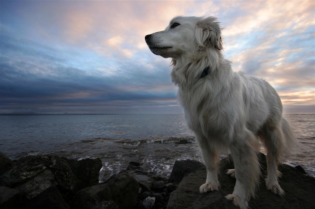 フリー画像 動物写真 哺乳類 イヌ科 犬 イヌ ゴールデン レトリバー 海岸の風景 画像素材なら 無料 フリー写真素材のフリーフォト