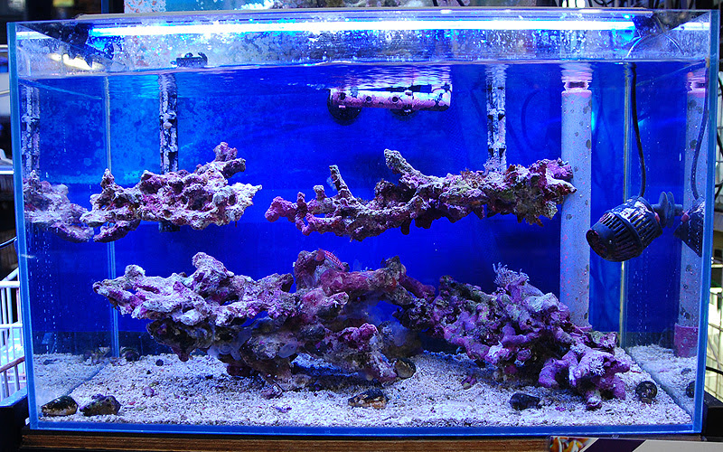 珍しくレイアウトについて アクアライズ大宮店 海水魚 サンゴコーナーブログ