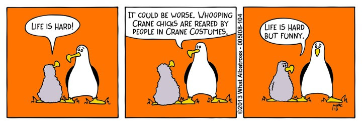 Whooping Cranes have it worse.