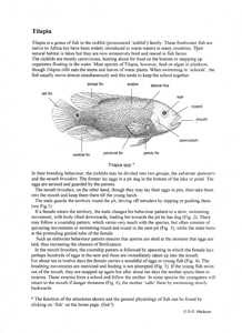 Fish: Tilapia. Biology teaching notes and drawings by D G Mackean