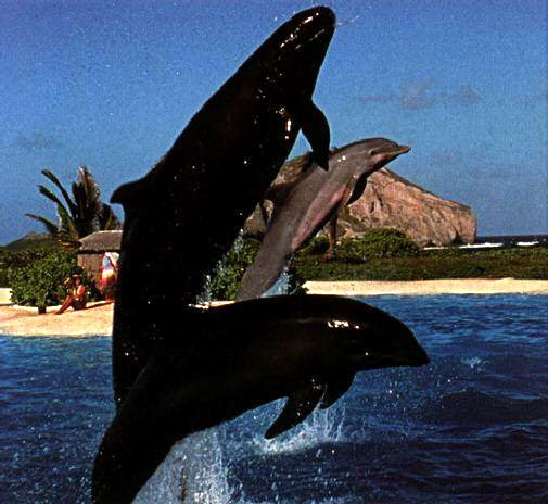Wolphin - Wiki; Image ONLY