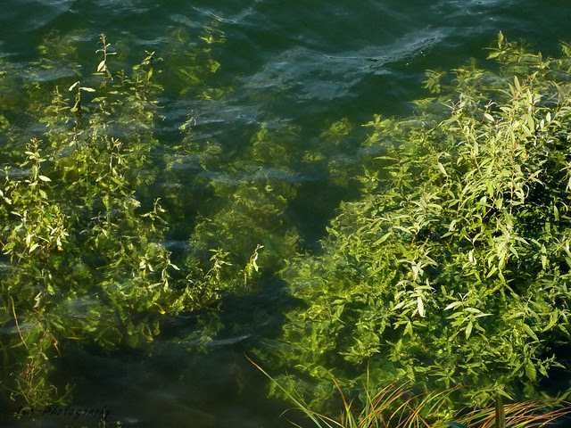 DSCN7764