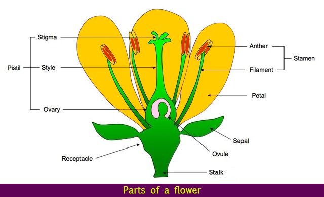 Parts of a Flower | Flower Parts | Flower Structure | Science Lessons