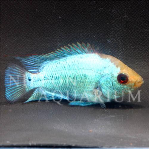 フラワーホーン ラピスラズリ 飼育方法 飼い方 餌 水温 混泳などについて 熱帯魚図鑑 熱帯魚の飼育 混泳 繁殖 病気など