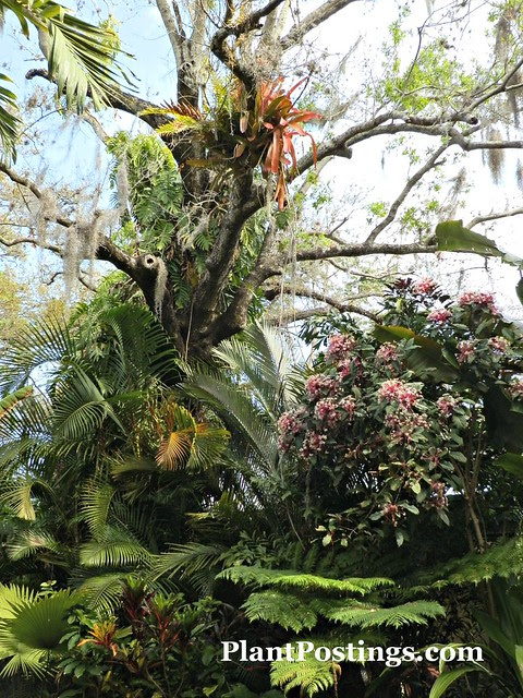 tropical1