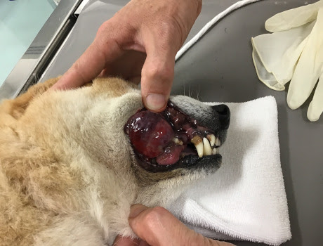 歯科 三宅動物病院