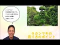 [ベスト] ラカンマキ 育て 方 288544