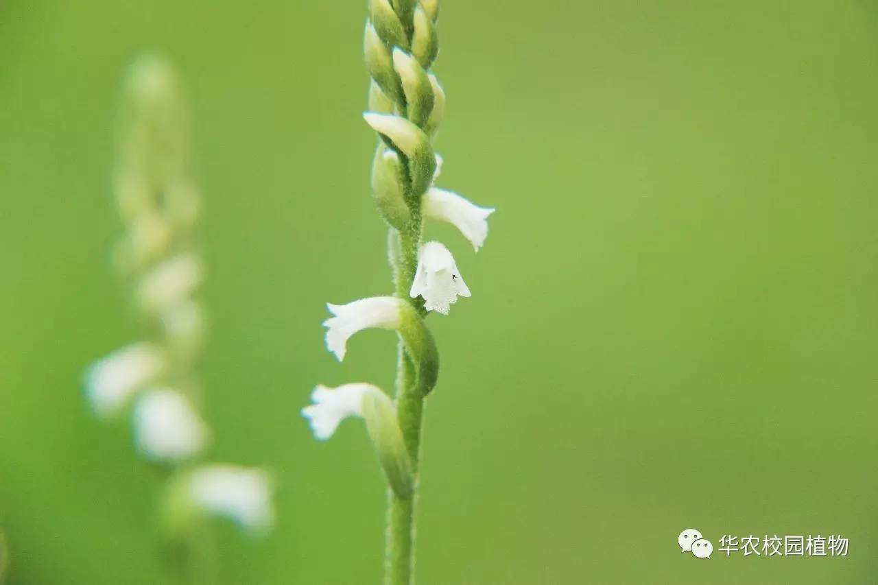 香港绶草