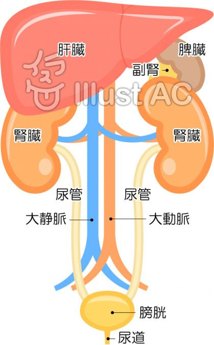 腎臓 痛み 病院