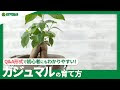 200以上 ガジュマル 水耕栽培 肥料 106484