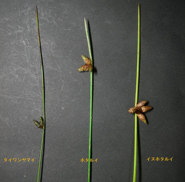 ホタルイ 西宮の湿生 水生植物