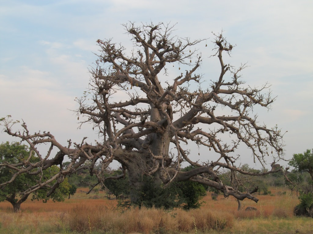 Magnificent baobab tree, Bongo