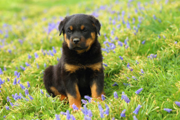Different Dog Breeds Puppies