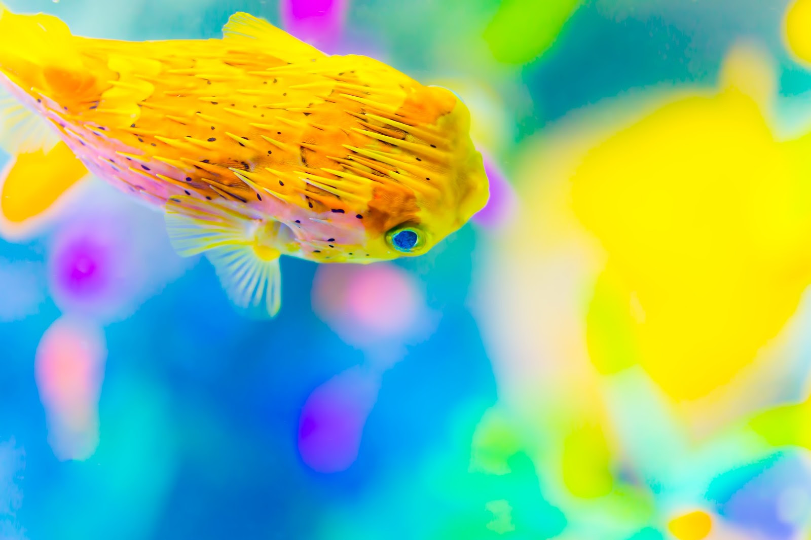 海水魚水槽 でフグの仲間を飼いたい 記憶に残したいときのメモ帳