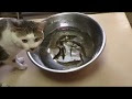 √100以上 ドジョウ 繁殖 方法 862197-ドジョウ 繁殖 方法