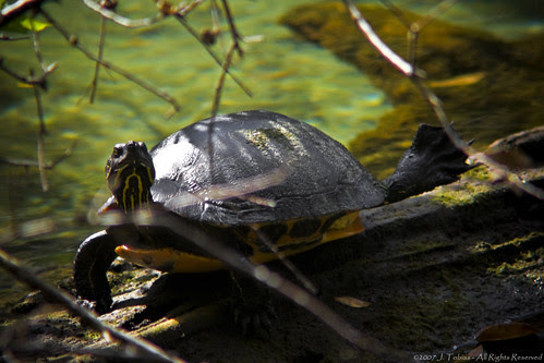 Turtle