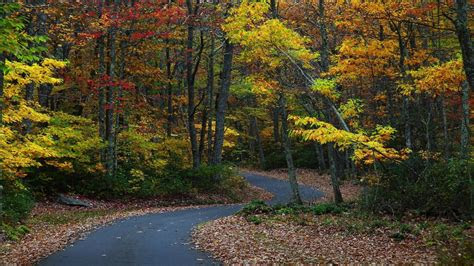 yellow leaves gold roads country road forest wallpaper