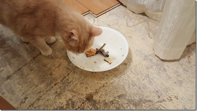 cat eating salmon (800x450)