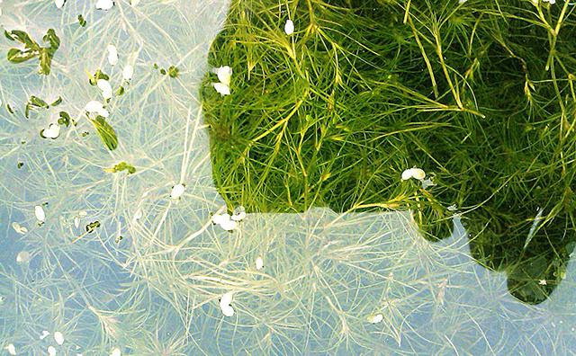 6月池塘里都是 小白虫 引起水浑和水草虫对水草有啥影响 白虫 池塘 瘪子 新浪新闻