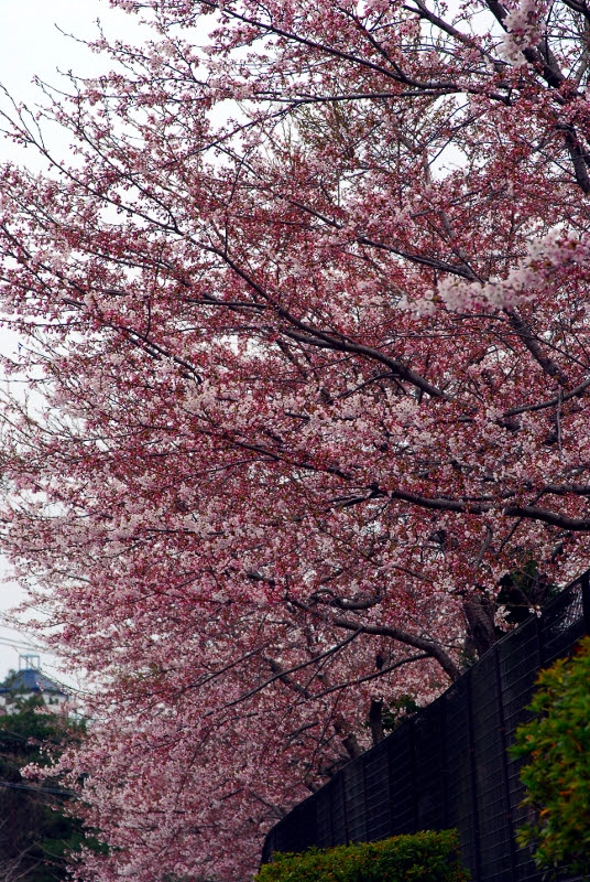 sakura