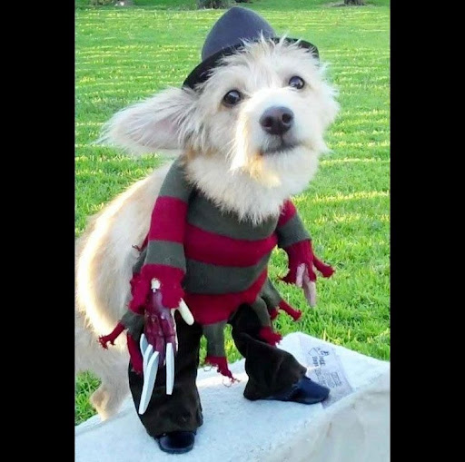 Pet Halloween Costume Contest 2020