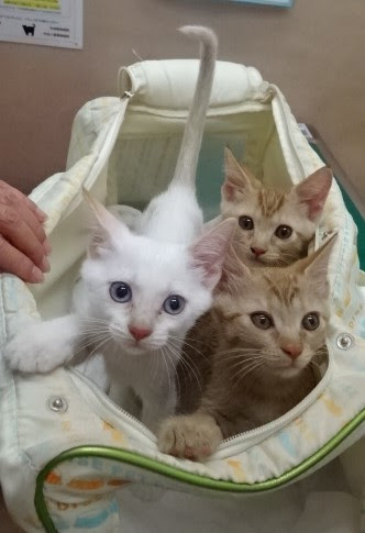 ネコのワクチンについて 平成動物病院 春日井市二子町 名古屋市北部