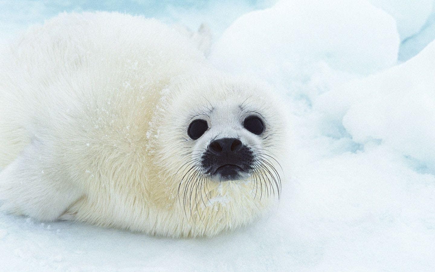 Cute Baby Animal Wallpapers - Wallpaper Cave