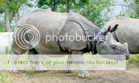 INDIAN RHINOCEROS (BADAK INDIA) INDIAN RHINOCEROS (BADAK INDIA)