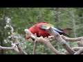 Nikon D3200 1080P 30Frame_bird