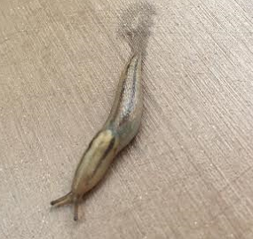 ナメクジ寄生虫がいる確率は 感染したらどうなる 野菜についていたら