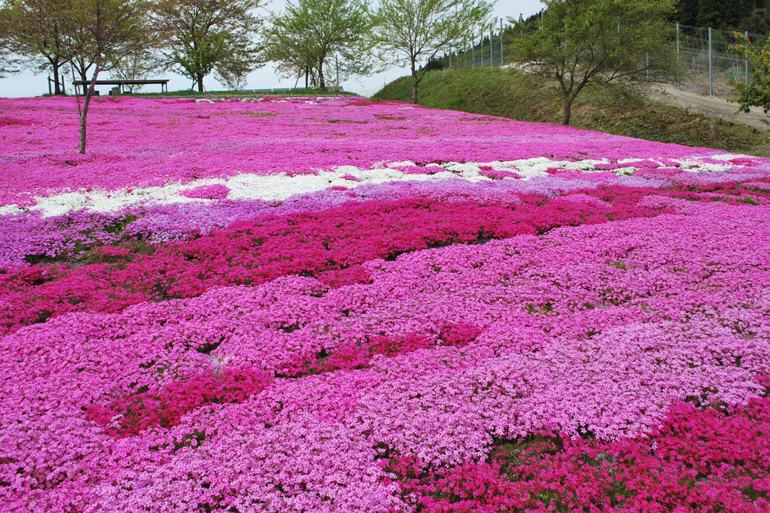 春気分を満喫できる 愛知 岐阜 三重の お花畑スポット Hiroba