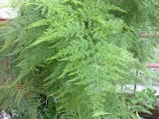 15+ Tanaman Hias Asparagus