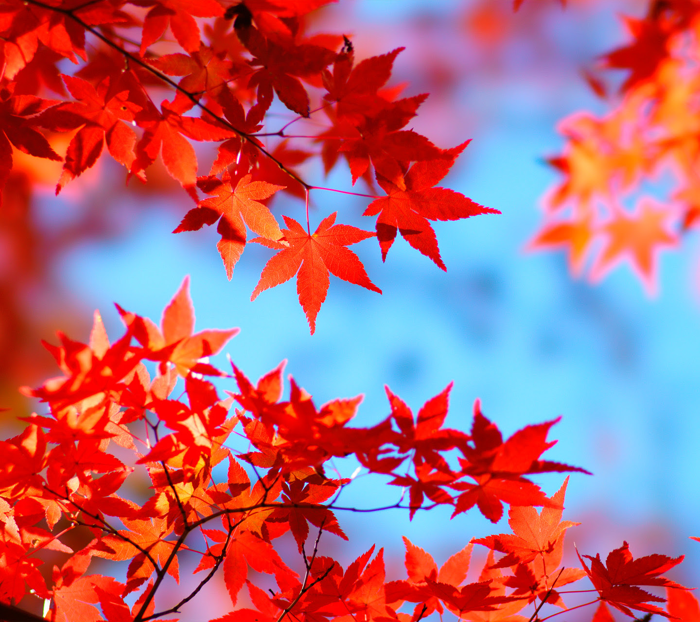 紅葉2 スマホ壁紙ならandroid壁紙タウン