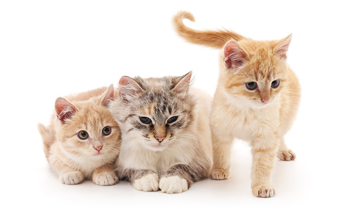 猫のしっぽでキモチが分かる まとめて解説