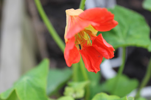 Tom Thumb nasturtium