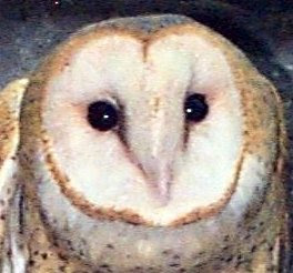 55 Best Pictures Scientific Name Of Barn Owl / Barn Owl at the Arizona-Sonora Desert Museum