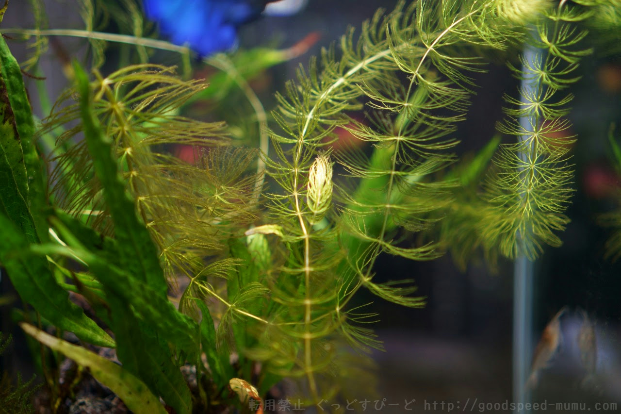 30cmベタ水槽 Phは下がらないしマツモに藻が生える ぐっどすぴーど