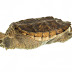 Alligator Turtle Texas - We love our friends at texas turtles, the registered 501 (c) (3) non profit organization devoted to the conservation and study of texas .