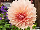 大理花桌布示意 | iGarden花寶愛花園
