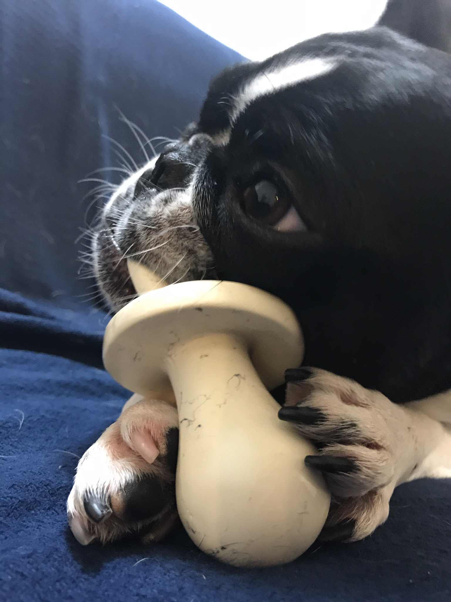 体験 口コミ 愛犬におしゃぶりおもちゃをプレゼントしたい フレブルめいのリアル