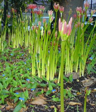 彼岸花の葉 見たことありますか ききみみやの 明日が楽しみ 楽天ブログ