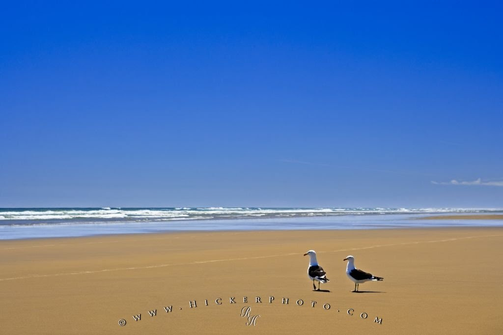 Ripiro Beach Picture Seagulls Tasman Sea New Zealand  Photo, Information