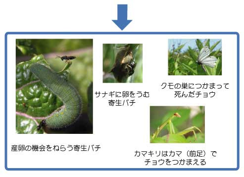 昆虫のヒミツ