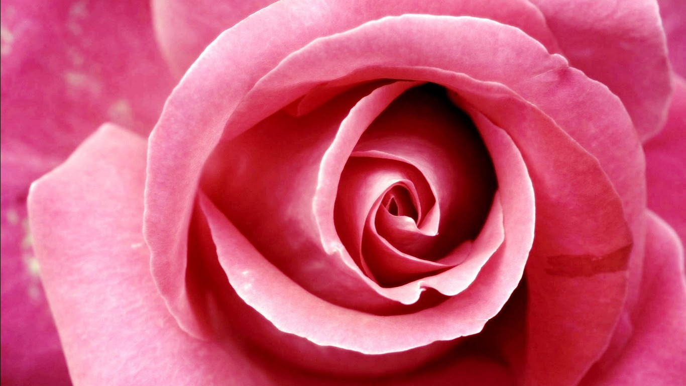 Beautiful Pink Rose Wallpapers  HD Wallpapers  ID 8678