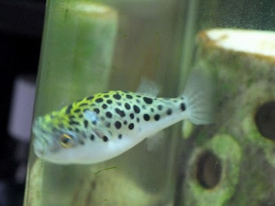 穴あき病 草花時々病気